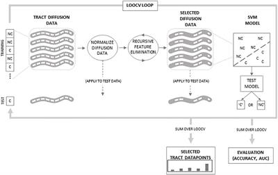 Specific White Matter Tracts and Diffusion Properties Predict Conversion From Mild Cognitive Impairment to Alzheimer’s Disease